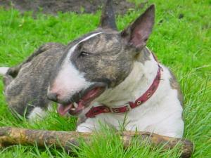 molly