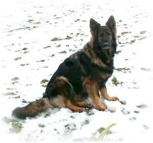 Pandora enjoying the snow.