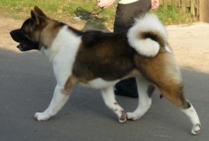 SHYLLAR UNDER COVER 7 MONTHS