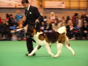 Teren Crufts 2011