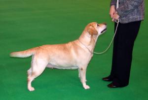 PENNY IN THE RING AT CRUFTS  7 YEARS