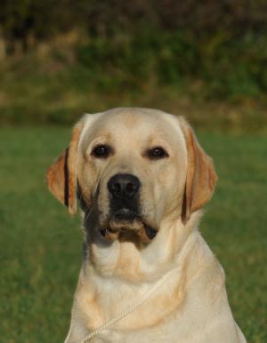 Ross at 18 months