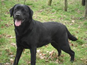 Bramble at 29 months old