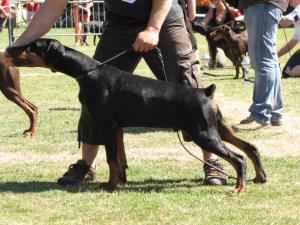 5 months old *Luxembourg Trophy Winner 2010*