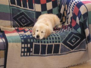 Young Hattie