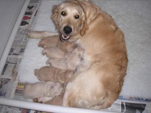 Hattie and her pups