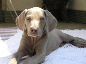 Darcy