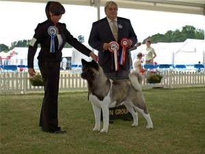 Best of Breed & Group 3 Windsor Champ Show 2010