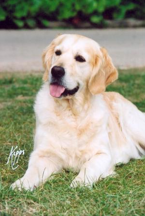 Linden - Crufts CC winner 2004
