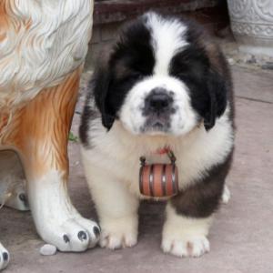 Declan Aged 6 weeks