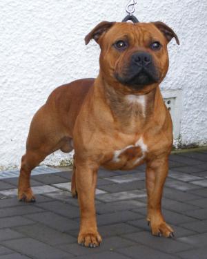 BoB aged 18 months