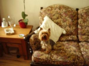 Bramble 07. 2010