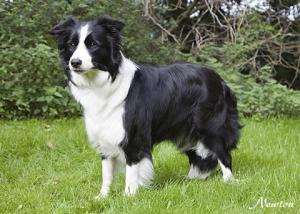 Abbie
