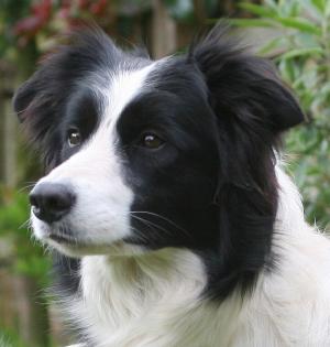 Abbie
