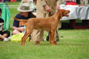 Vadasz winning BOB at Leeds Championship Show 2010