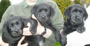 Ruby's 'Trio' - L to R Merlin, Harry & Jamie