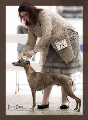Giles winning Open Dog at City of Birmingham 2010