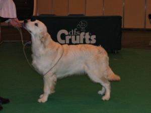 Kiwi at Crufts 2011