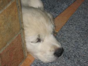 Sleepy Head - 12 weeks old