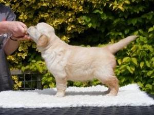Phoebe at 6 weeks