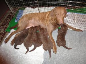 Marli & pups 2010
