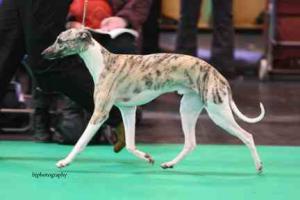 Merry at Crufts