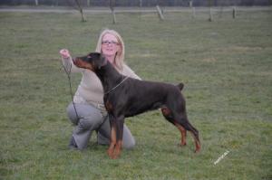 Roma in show stance