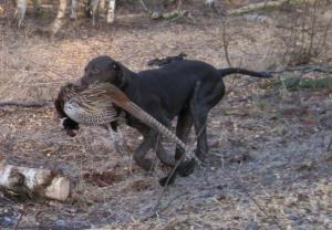 Pixie retrieving a pheasant
