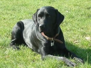 Hector