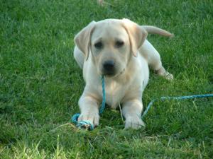 Hettie - 10 Weeks