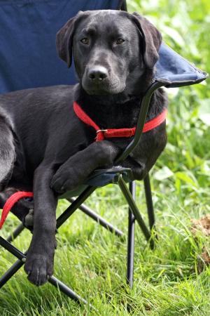 OAK RELAXING AT A WORKING TEST