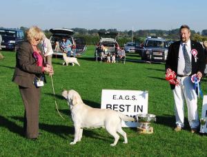 Tura winning Best in Show at East Anglian Gundog