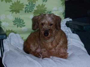 Dolly