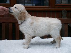 Millie at 6 weeks