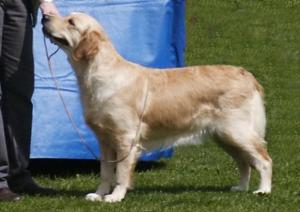 Millie - Southern Counties Championship Show