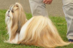 Elsing Bat-Hang at Passernomen (IMP)