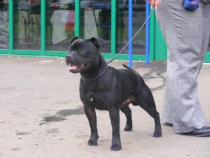 Ch. Kalhols Black Magic at Passernomen