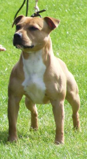 Emperorstaff Haybausa at Passernomen