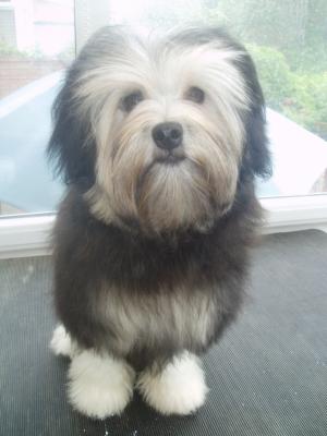 Lucy Lou A Promising Puppy