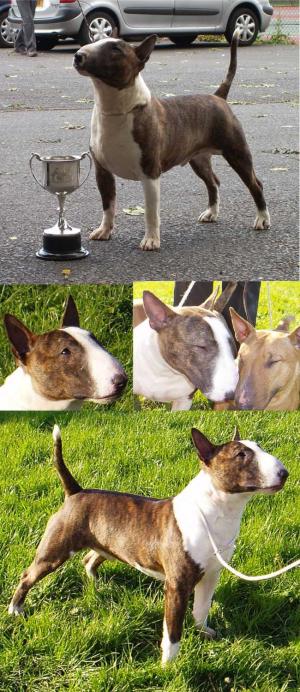 Percy winning Best Dog & Points Trophy at MBTC sho