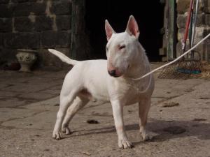 SPIKE