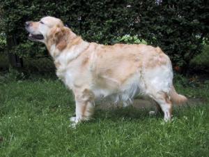 Amba 6 days before she had 10 puppies (May 2004)