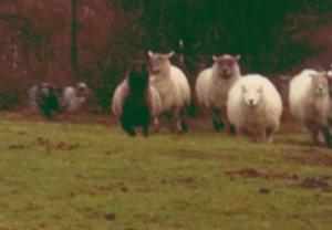 Skye working sheep