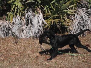 Monty's first retrieve aged 15 weeks