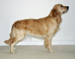 The Lovely Lucy in classic show pose!