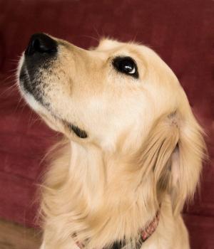 Lucy's soft gentle portrait with stunning pigment