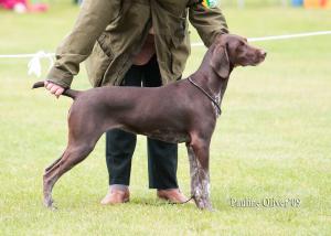Deuska at a champ show