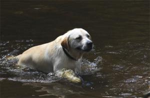 Water Play.