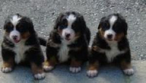 STAR'S FIRST LITTER  MOLLY, TILLIE, FREYA