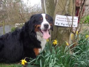 TILLIE  AT NINE MONTHS